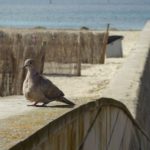 Auf der Mauer sitzt eine Taube gurr