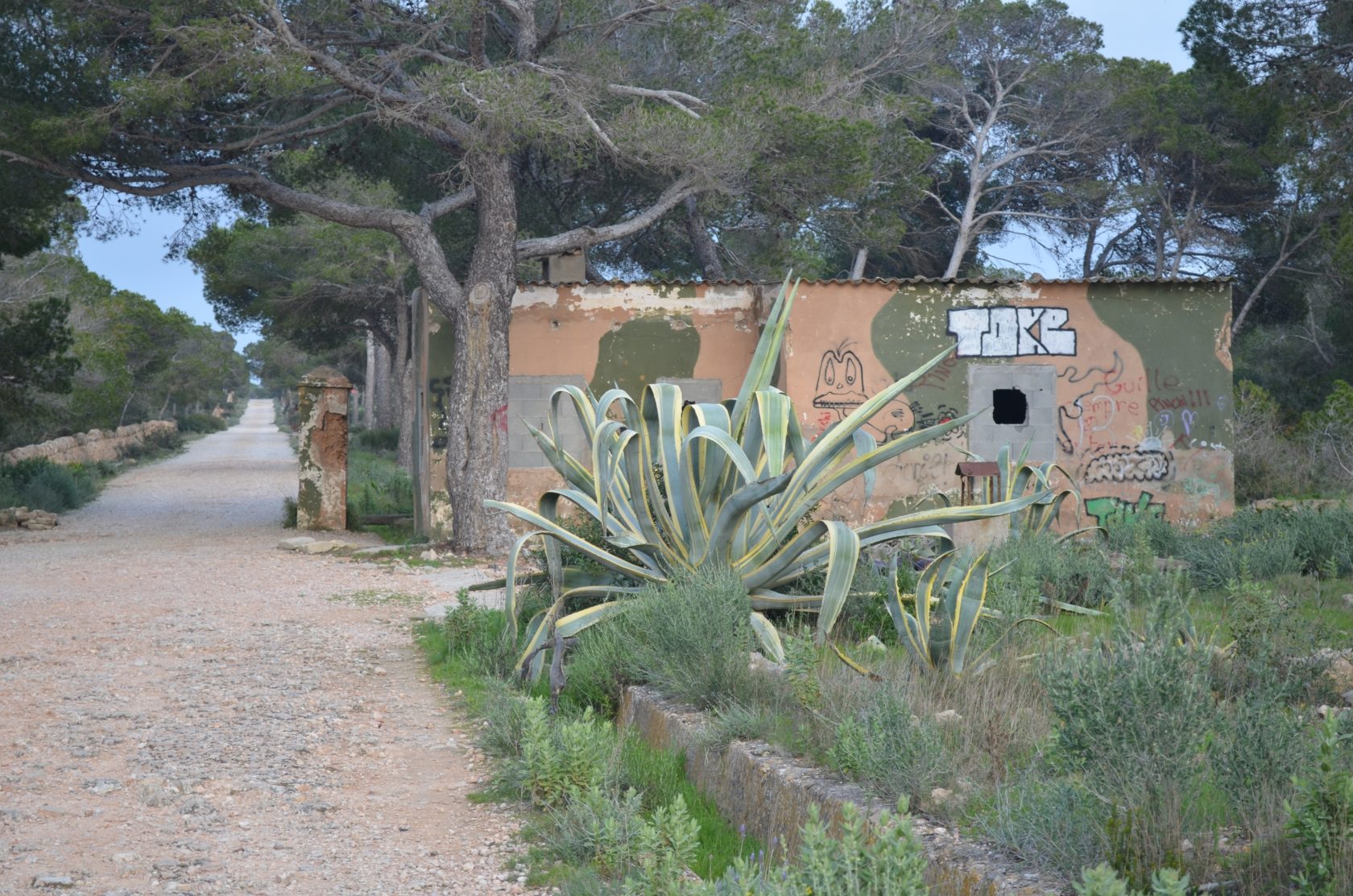 Aloe Vera mit Lost Place