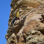 Echse an der Mauer