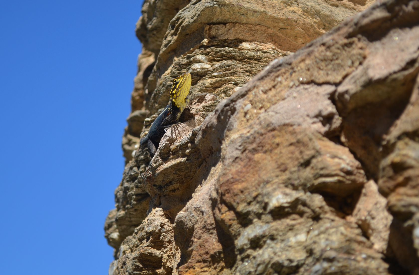Echse an der Mauer