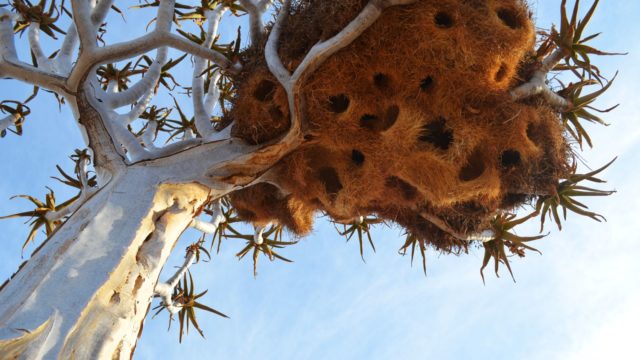 Social weaver nest