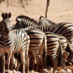 Herde Zebras an der Wasserstelle Wolwedans