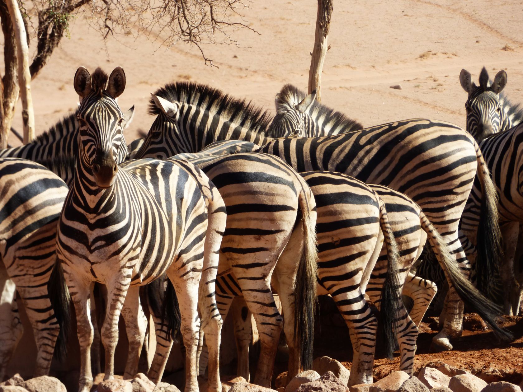 Herde Zebras an der Wasserstelle Wolwedans