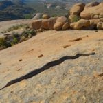 Junge Python auf Felsen im Erongo
