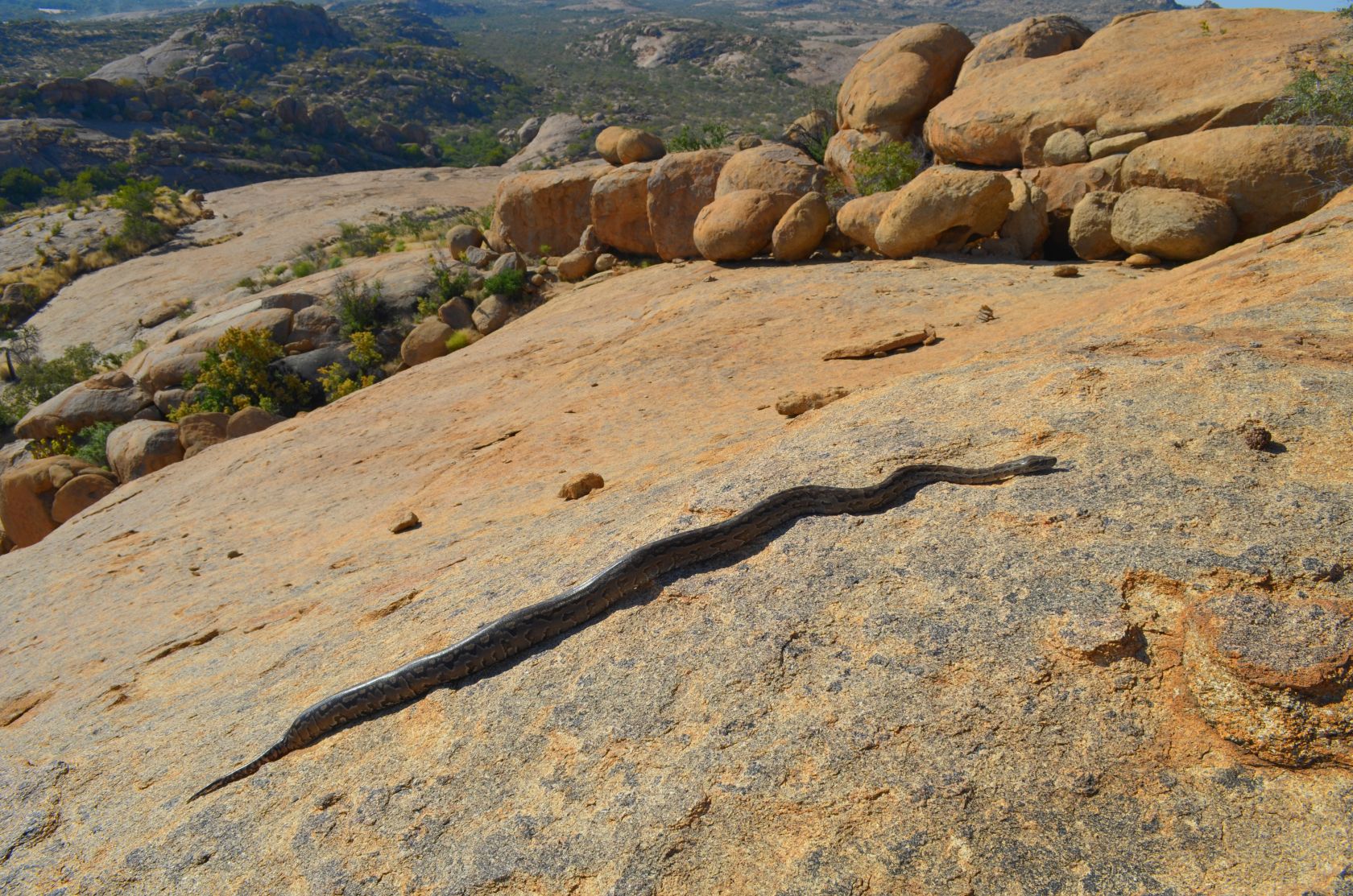 Junge Python auf Felsen im Erongo