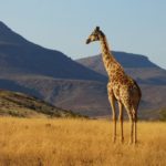 Giraffe sieht über die Berge von Etendeka