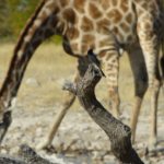 Vogel und Giraffe am Wasserloch in Etosha