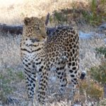 Leopard im Etosha National Park